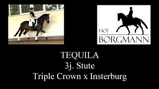 TEQUILA  Hof Borgmann  Juni 2022 [upl. by Jehoash]