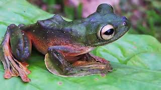 Wallaces flying frog Rhacophorus nigropalmatus encounter Borneo Malaysia [upl. by Abigail]