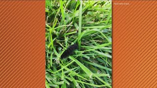 Woolly Bear Caterpillar myth explained [upl. by Eniaral]