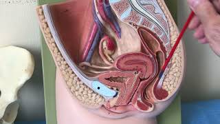 TP ANATOMIE GÉNITAL FÉMININ Dr LOUADJ [upl. by Jamesy554]