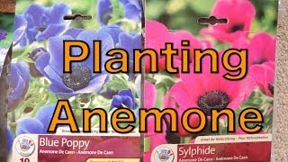 Planting Anemone Bulbs [upl. by Ahsimat986]