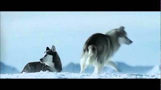 a bird hunt of the dogs extract from Eight below [upl. by Solhcin603]