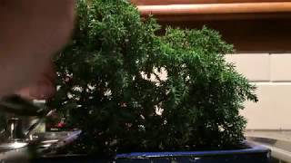 Air Layer Juniper Procumbens Bonsai [upl. by Aneroc]