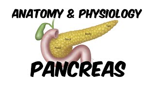 Pancreas  Enzymes and Hormones Insulin of Pancreas  Anatomy amp Physiology I in Hindi [upl. by Steady]