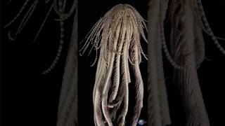 Meet the Antarctic Strawberry Feather Star A New Species of Sea Creature didyouknow [upl. by Taffy]