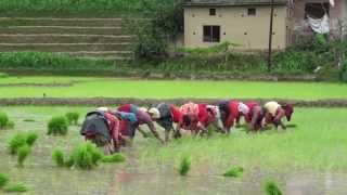 Cultivation of Rice in Nepal Part1  HD [upl. by Ssor]