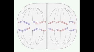 adndnanet 0002 La meiosis [upl. by Pachton431]