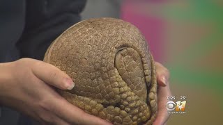 Wild Wednesday ThreeBanded Armadillo [upl. by Smoht700]