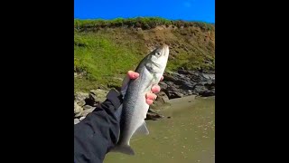 Cornwall Bass and Garfish On Lures 02 10 22 [upl. by Marlen886]