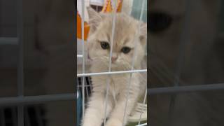 2 month old kitten cat desperately meowing [upl. by Hodess]