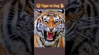 Prank dog 🐶  Dog Wear tiger 🐯 MaskFake Tiger So funny 🤣 Dogs Prank Try ToStop Laugh 2024 shorts [upl. by Hsiekal798]