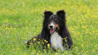 Managing Barking in Shetland Sheepdogs [upl. by Aneles]