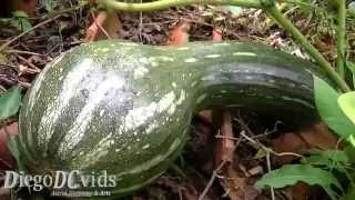 Cucurbita moschata Cucurbitaceae Abóbora gigante [upl. by Hertberg]