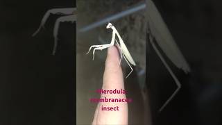 Hierodula membranacea insect is moving towards the flash light of mobile [upl. by Nosredna]