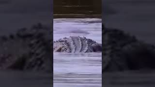 The Crocodile That Hunts Hippos [upl. by Nosinned]