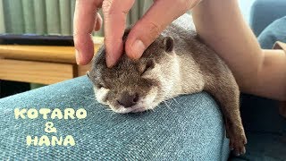 カワウソコタローとハナ 父ちゃんのマッサージにうっとり Otter KotaroampHana Dad Gives Hana a Massage [upl. by Adriaens140]