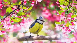 Relaxing Sleep Music Deep Meditation Music Bird sounds  quotSoothing Sounds of Naturequot Tim Janis [upl. by Crelin]