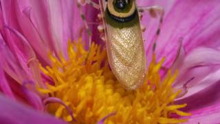 Pseudocreobotra wahlbergii adult male Spiny Flower mantis [upl. by Ayt]