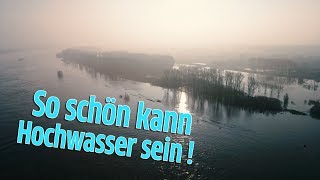 Kölner Hochwasser Rhein zeigt sich von seiner schönen Seite [upl. by Ethbin817]