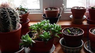 Haworthia cooperi in bloom January 2024 [upl. by Alra704]