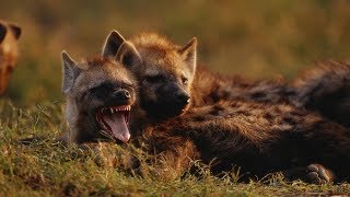 Grandes documentales  Cazadores de África Supervivientes de la llanura [upl. by Gurl]