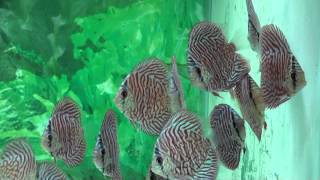 Tiger Turquoise Discus Fish  Gwynnbrook Farm [upl. by Esiuole]