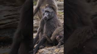 The battle for the crown baboon baboons monkey [upl. by Ellehcan490]