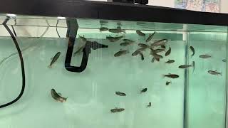 Feeding Rainbow Trout Juveniles [upl. by Asset]