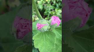 Just opening double pink hollyhock flowers garden plant flower short plants pink flowers bee [upl. by Ortensia170]