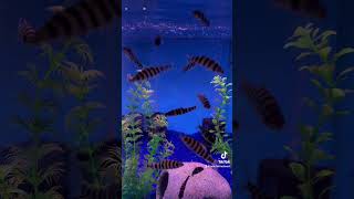 Black Banded Leporinus fish fishtank aquarium tropicalfish freshwater aquatic rarefish epic [upl. by Tiffanle252]