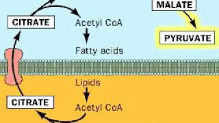 Fatty acids from Acetyl CoA [upl. by Gottwald]