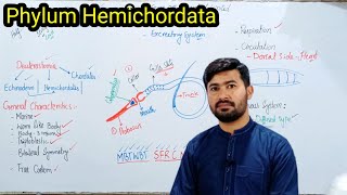 Phylum Hemichordata  General characters of Hemichordates  Fsc by irtisamsbiology [upl. by Abehsile]