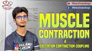 Skeletal muscle contraction physiology in bangla  Excitation contraction coupling [upl. by Vivle]