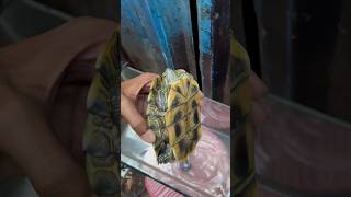 Rude peoples 🤬 animals tortoise turtle chipkli dancing lady robot [upl. by Landre620]