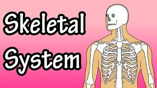 The Skeletal System  Skeletal System Functions  Skeletal System Basics [upl. by Yerfdog836]