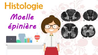 Histologie  de la moelle épinière  cours de 2 ème année médecine [upl. by Fife]