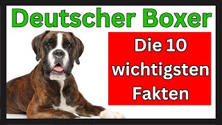 Deutscher Boxer 🐶 Die 10 wichtigsten Fakten dieser Hunderasse [upl. by Eleen]