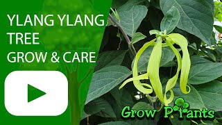 Ylang ylang tree  grow amp care Cananga odorata [upl. by Jeavons]