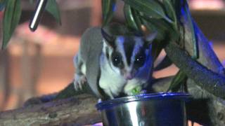 Extreme Mammals at AMNH  Sugar Gliders [upl. by Labotsirc]