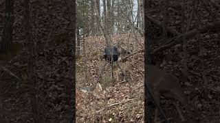 Moultrie deer feeder works great [upl. by Gnanmos]