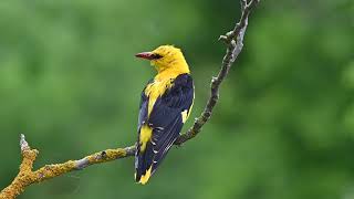 Golden Oriole Oriolus oriolus [upl. by Issor]