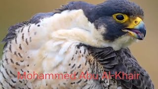 صقر شاهين بحري صيد صقر شيهانه Peregrine Falcons فالكون Saker Falcons طرح شاهينShaheen [upl. by Dogs]