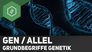 Gen  Allel  Unterschied  Grundbegriffe Genetik 2 [upl. by Rosario]