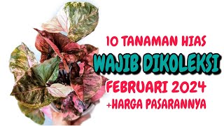 10 Tanaman Hias Cantik Yang WAJIB DIKOLEKSI di bulan Februari 2024 [upl. by Ym154]