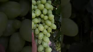 Que chulada de uvas 🍇 trabajodecampo frutas cosecha cosechadora [upl. by Kirschner465]