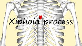 How to Pronounce Xiphoid process [upl. by Ellehcit]