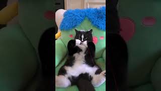 Funny CAT Videos That Will Make You LAUGH OUT LOUD [upl. by Alyss]