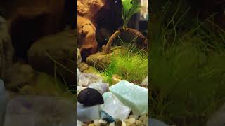 yellow Cichlid Loach and snail buddies doing tank things fish aquariumfish trending cichlid [upl. by Aicnilav]