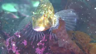 Kelp Greenling in Southeast Alaska [upl. by Jeniece]