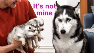 The Cutest Husky Puppies My Dogs Are Afraid of Puppies [upl. by Steinway]